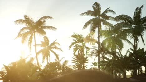Silhouette-coconut-palm-trees-at-sunset